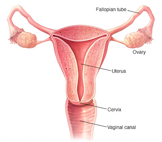 Gynecologic Cancer